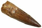 Fossil Spinosaurus Tooth - Nice Tip #242222-1